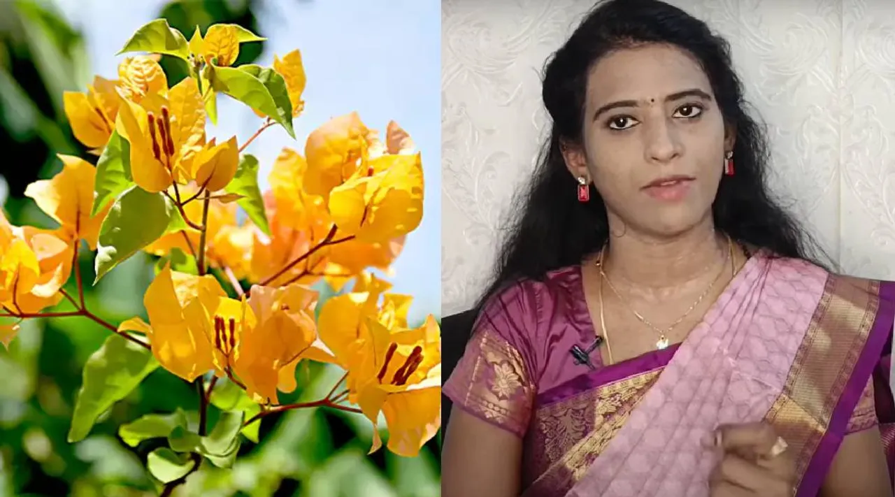 Bougainvillea flower