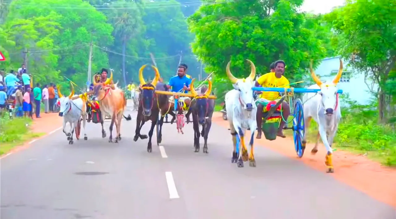 double-cow-race