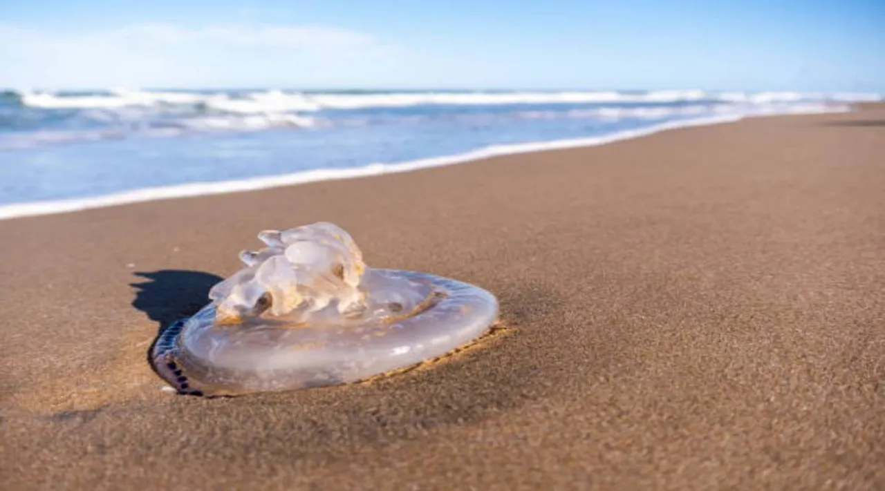 jelly fish