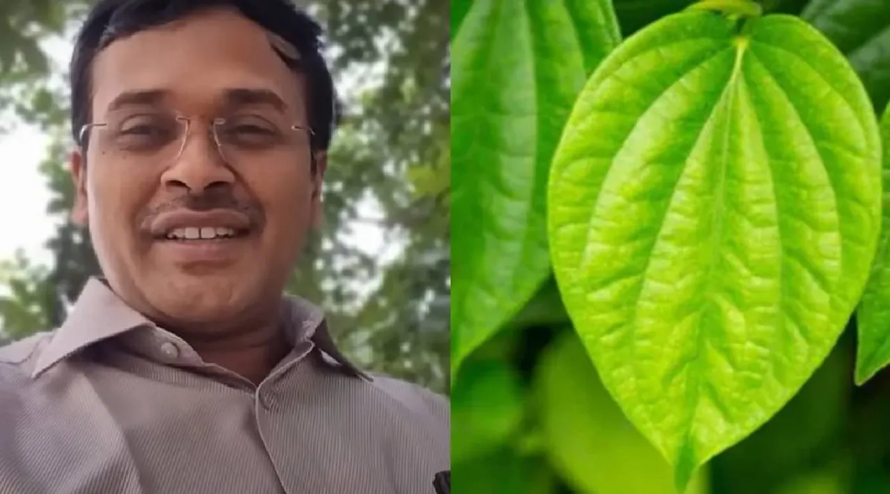 Betel leaf
