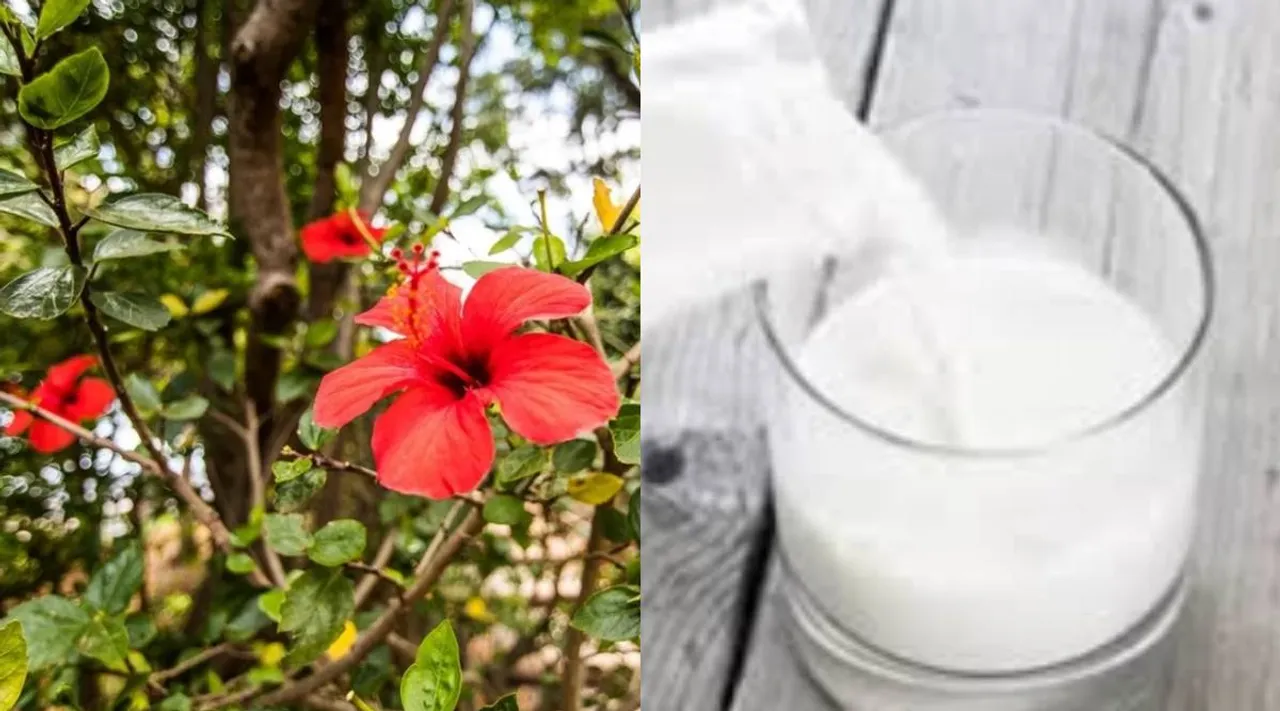 hibiscus