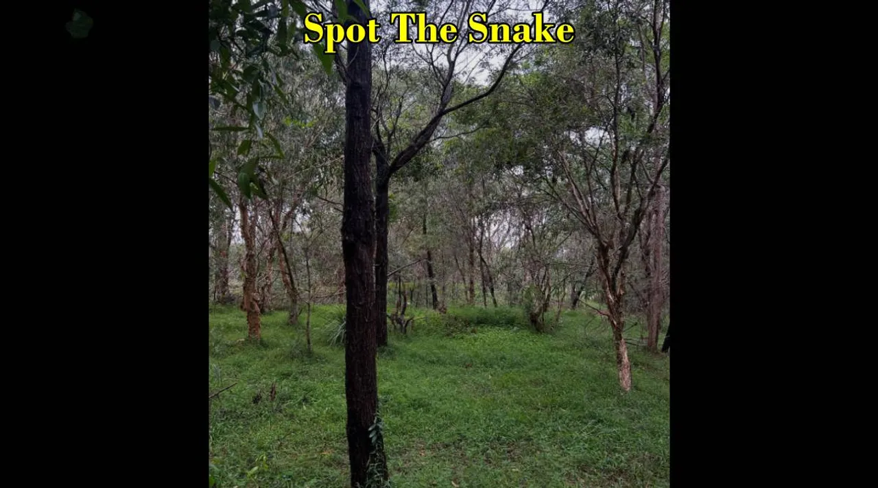 snake