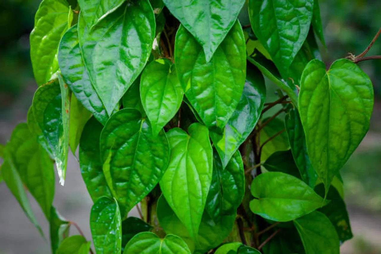 betel leaf