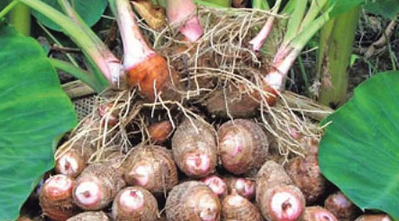 Chappangangu