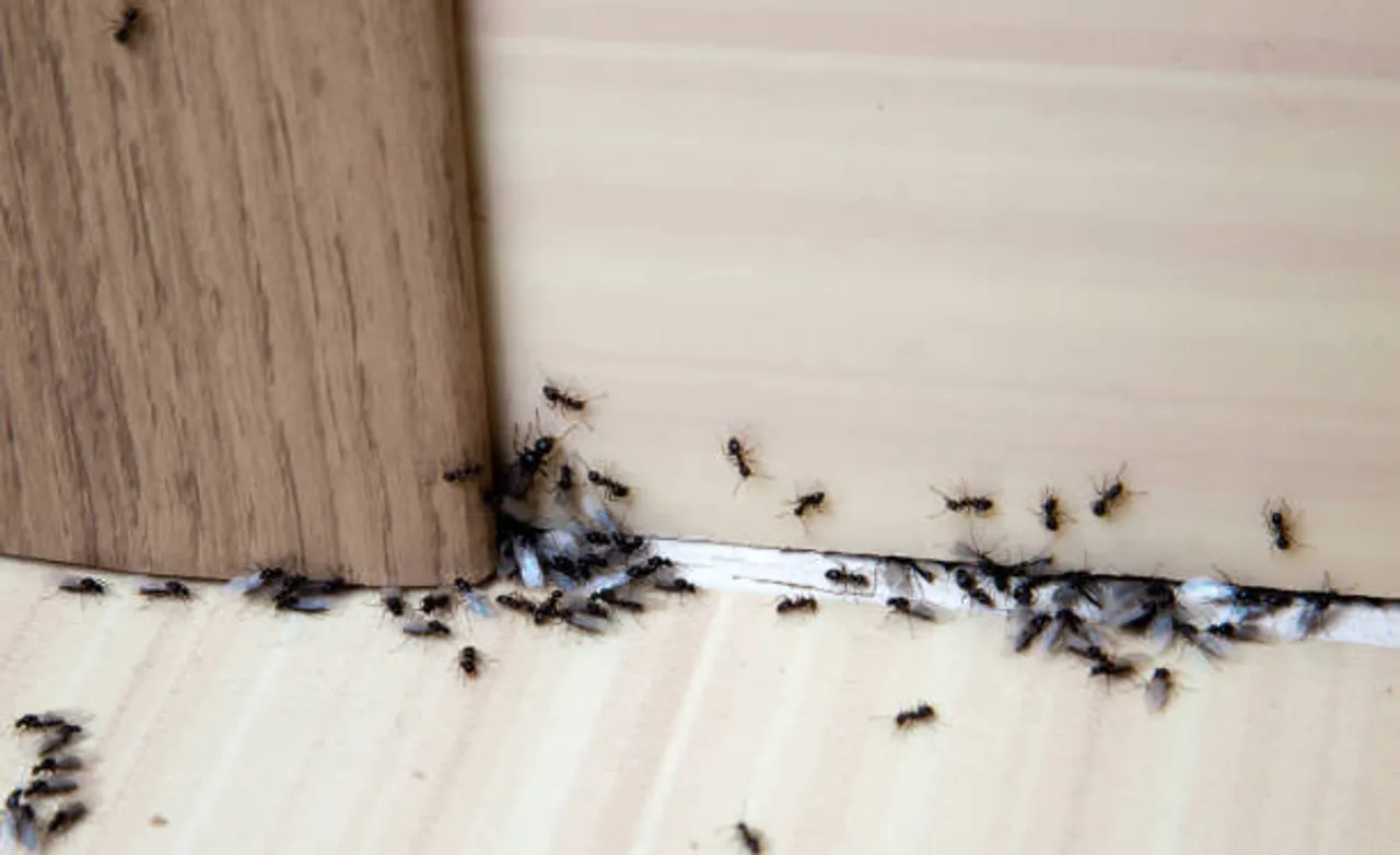 ants