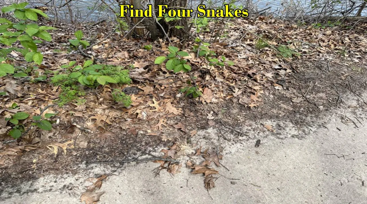 snakes