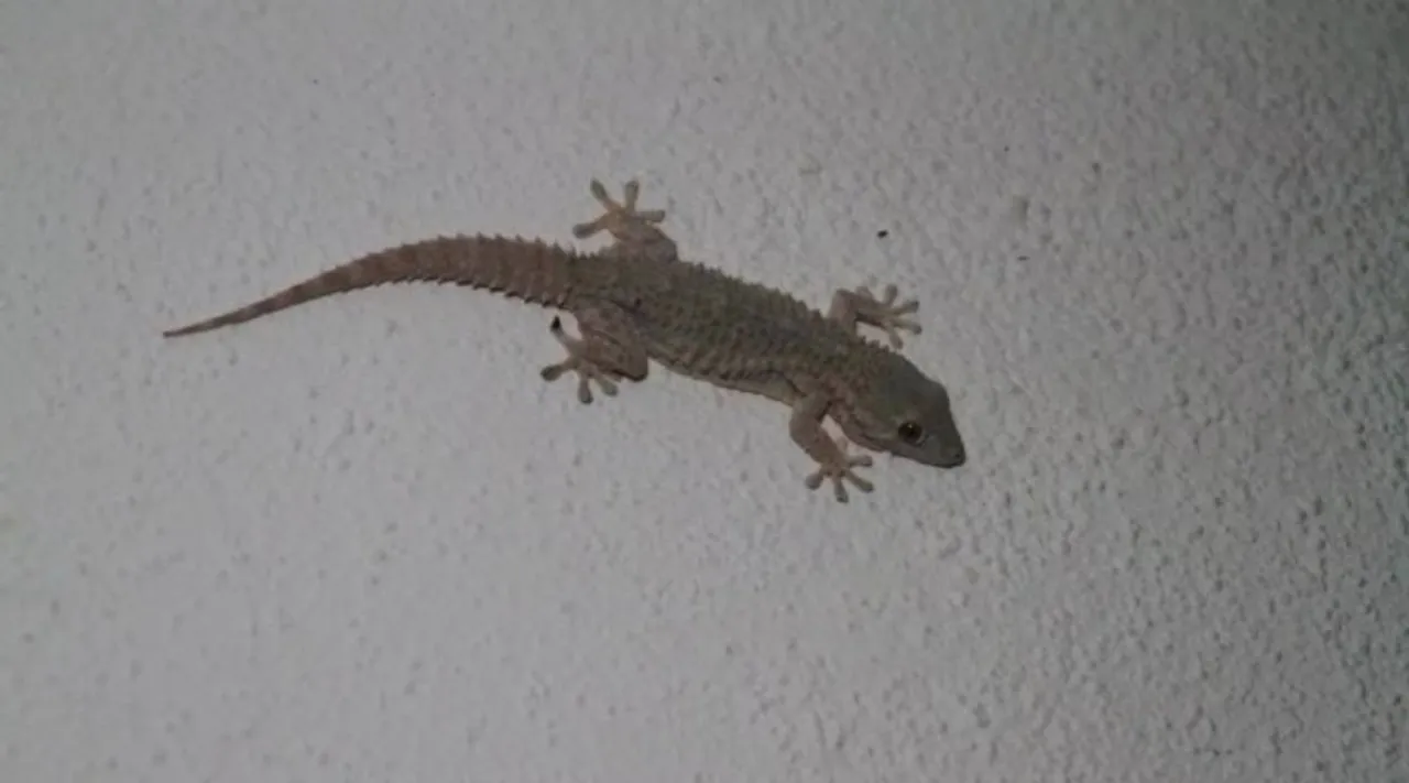 lizards