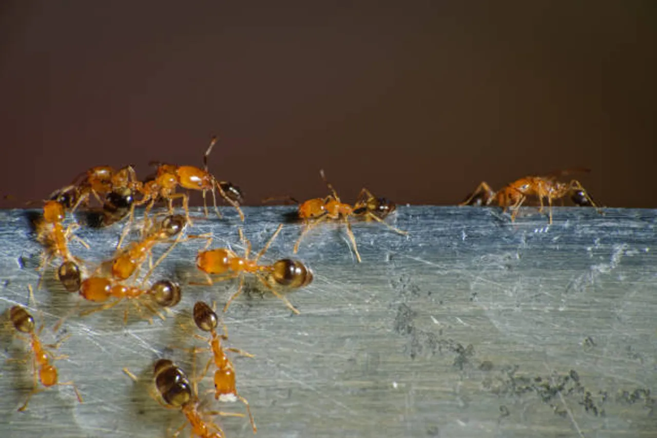 ants