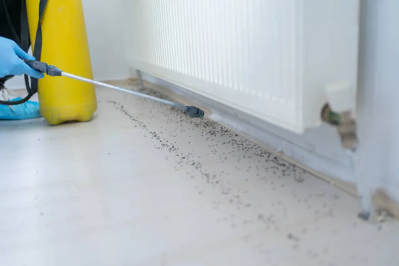 ants
