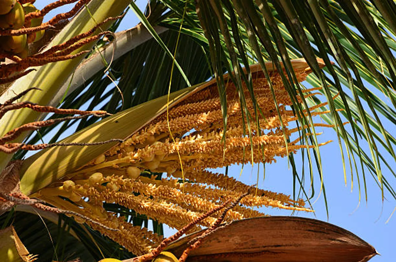 coconut flower