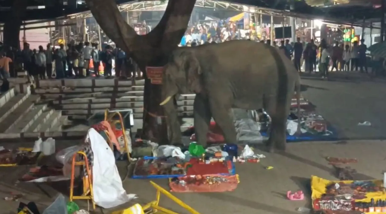 elephant