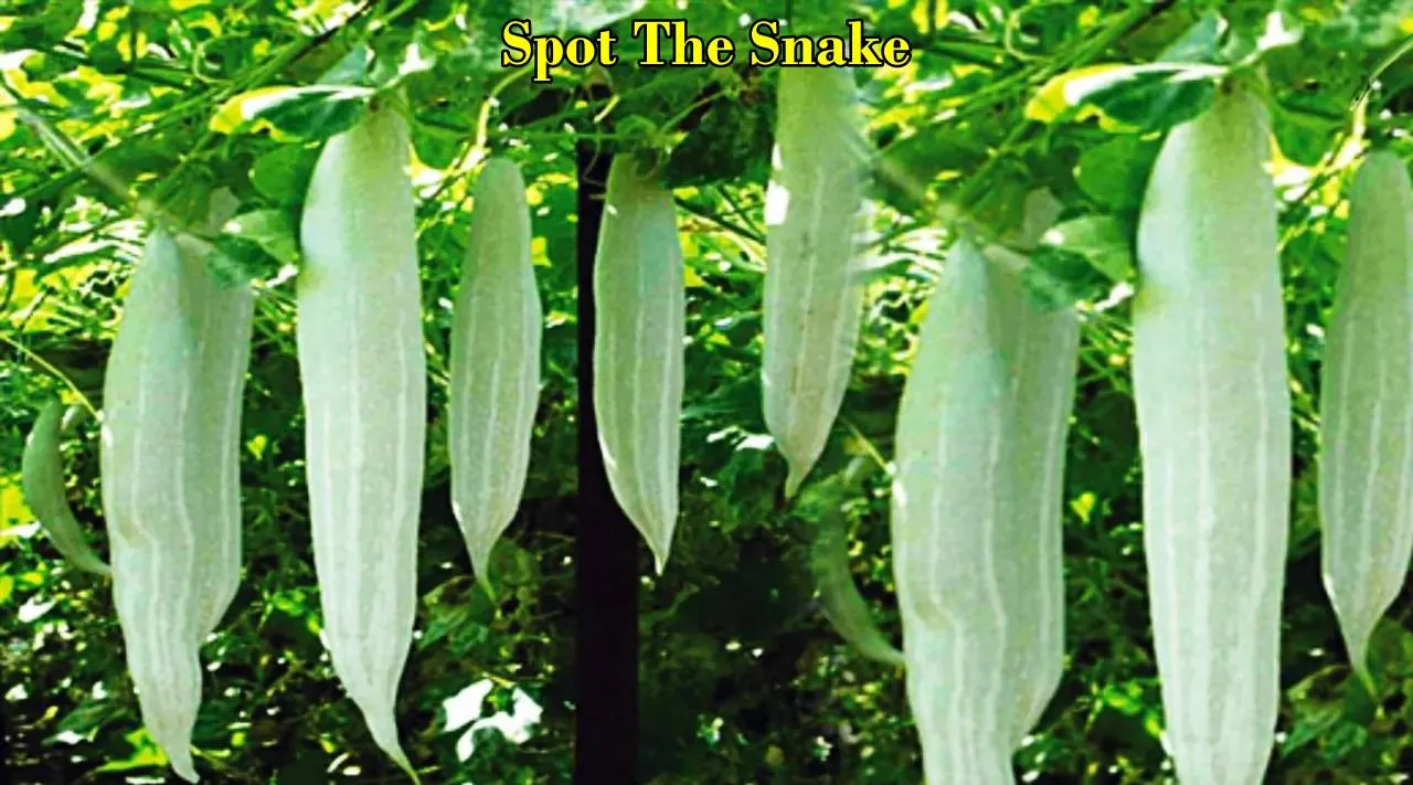 snake
