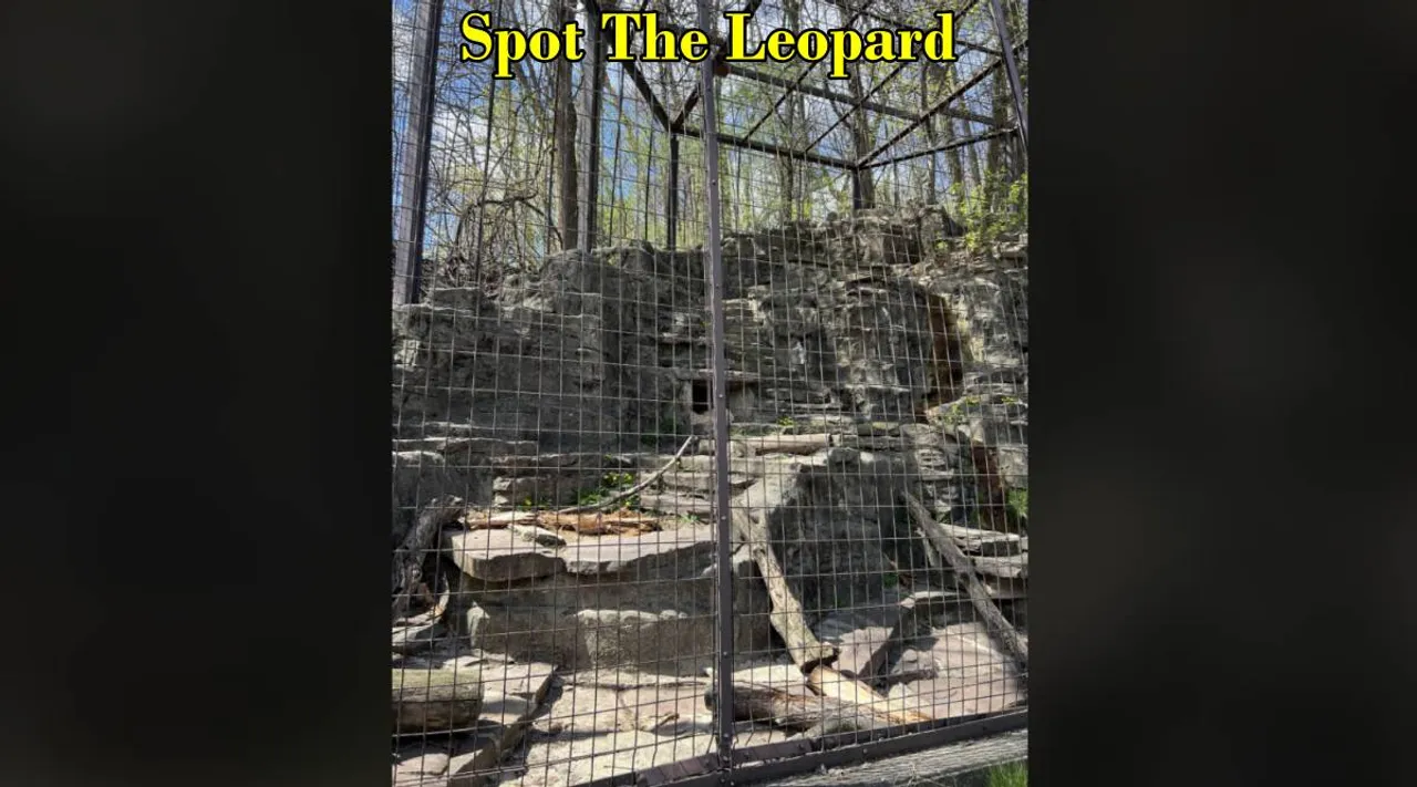 leopard