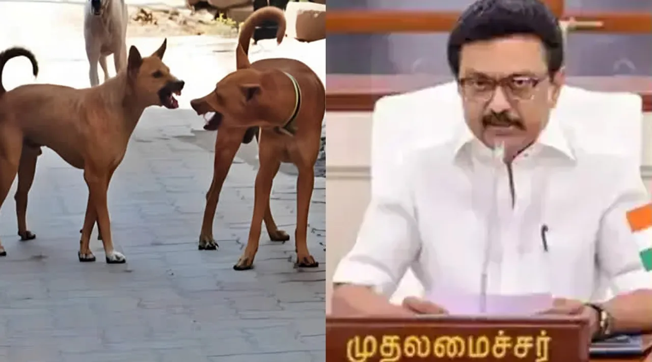 street dogs