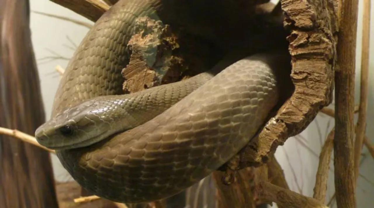 black mamba