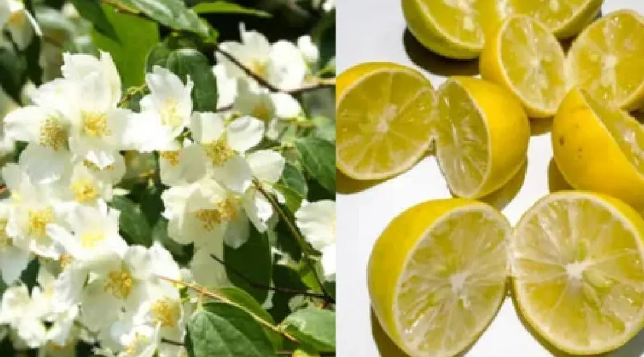 Jasmine tips