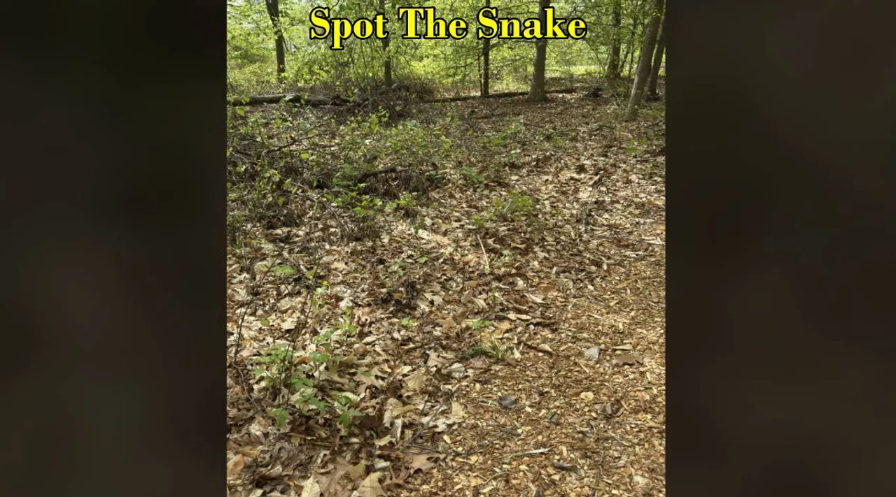 snake