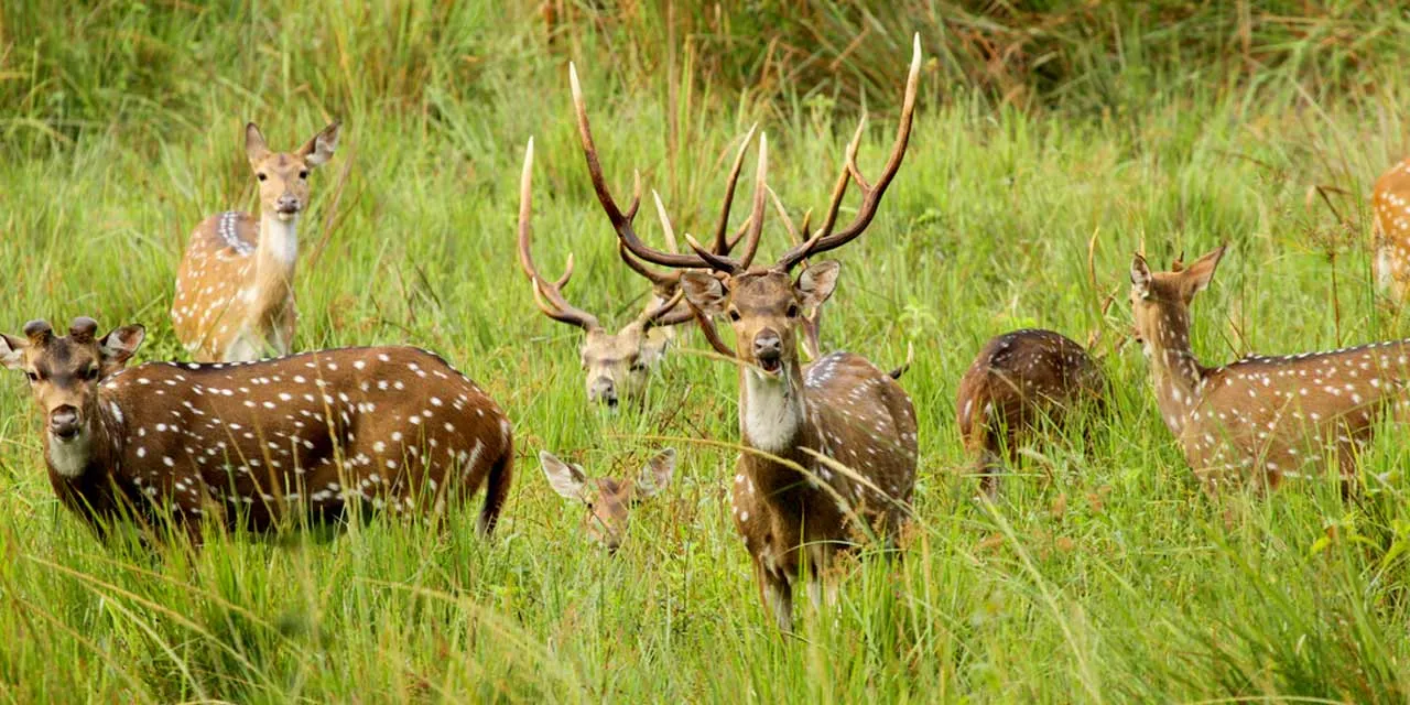 wayanad-wildlife-sanctuary