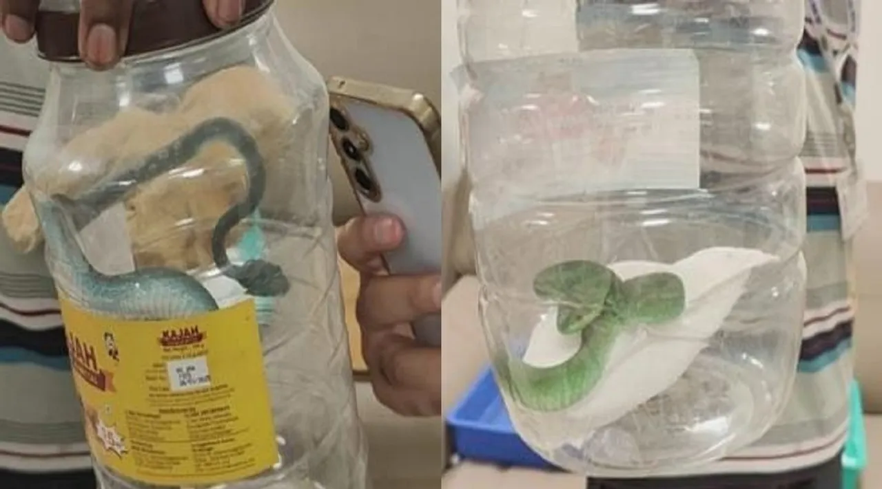 thailand snakes