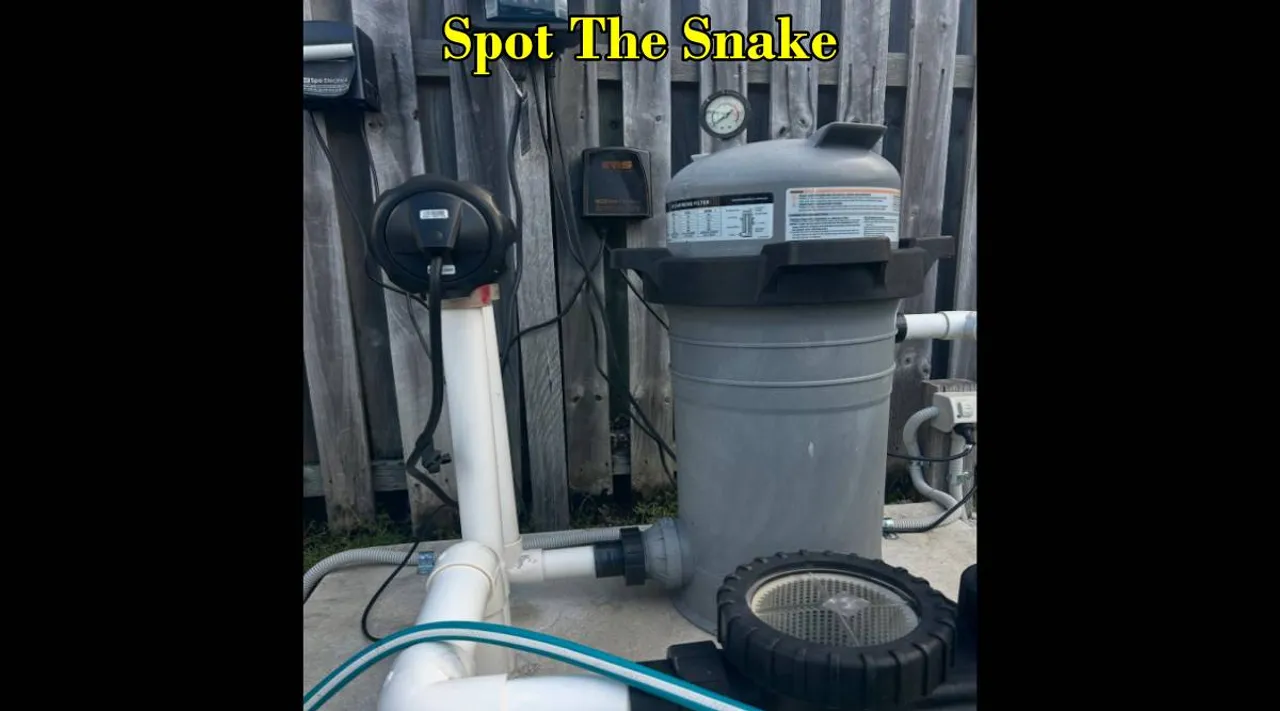 snake