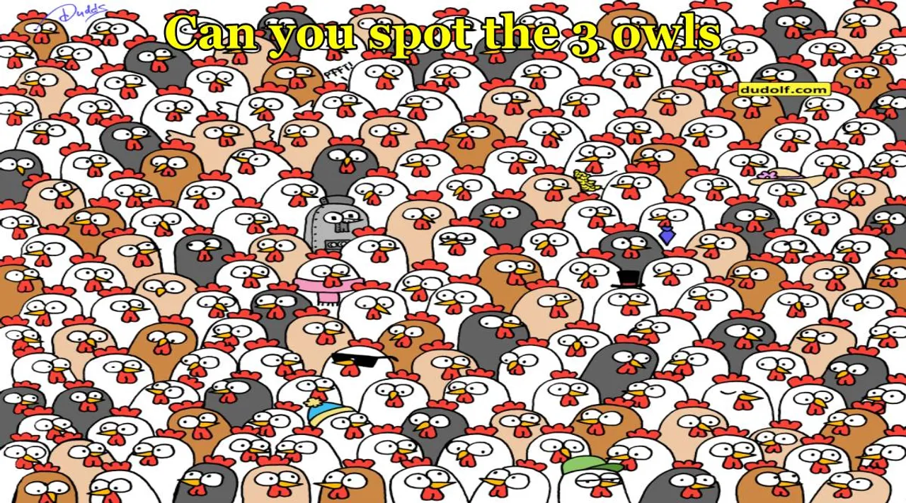 owl