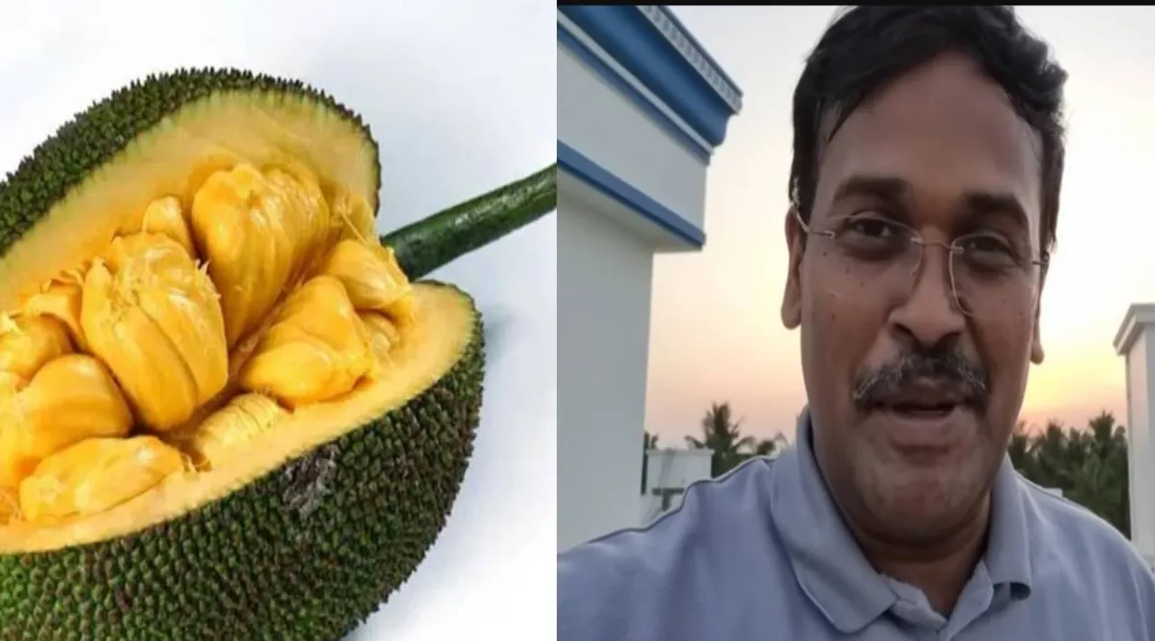 பலாப்பழம் 