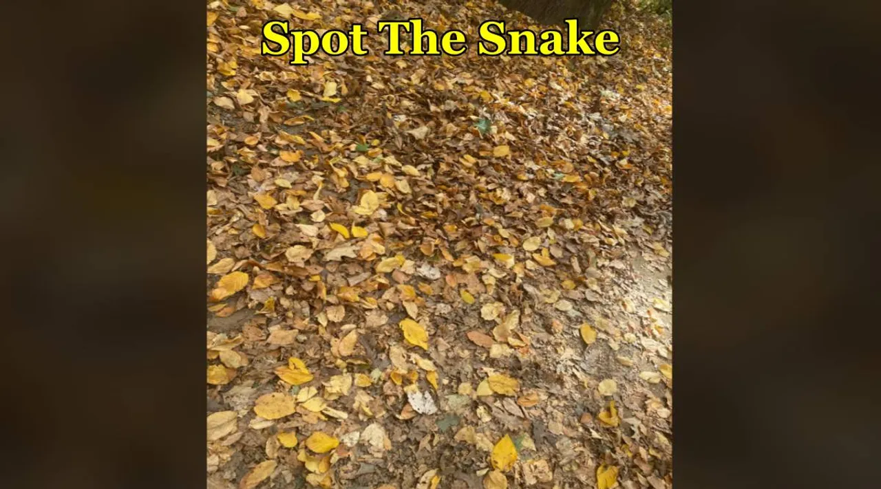snake