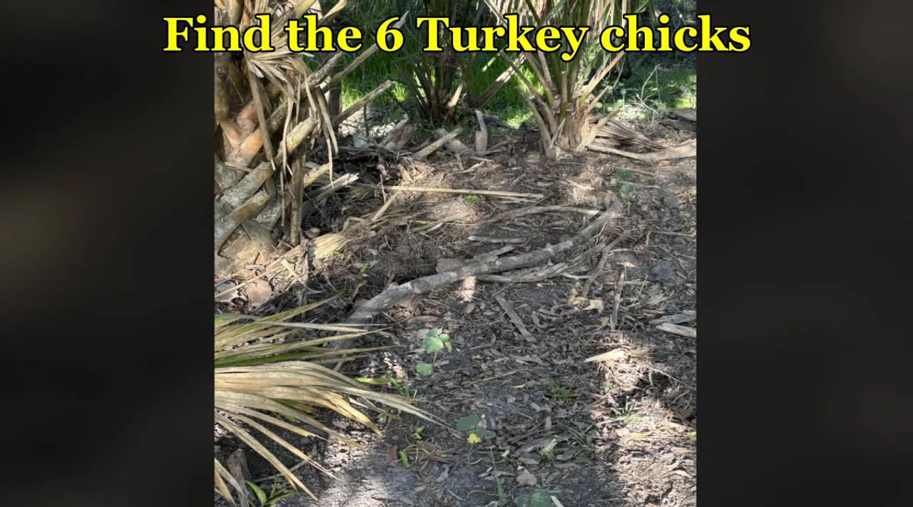 Tukey