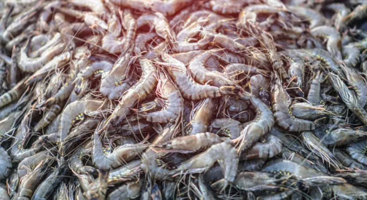 prawn