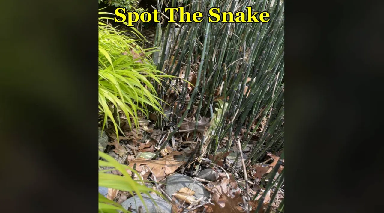 Snake