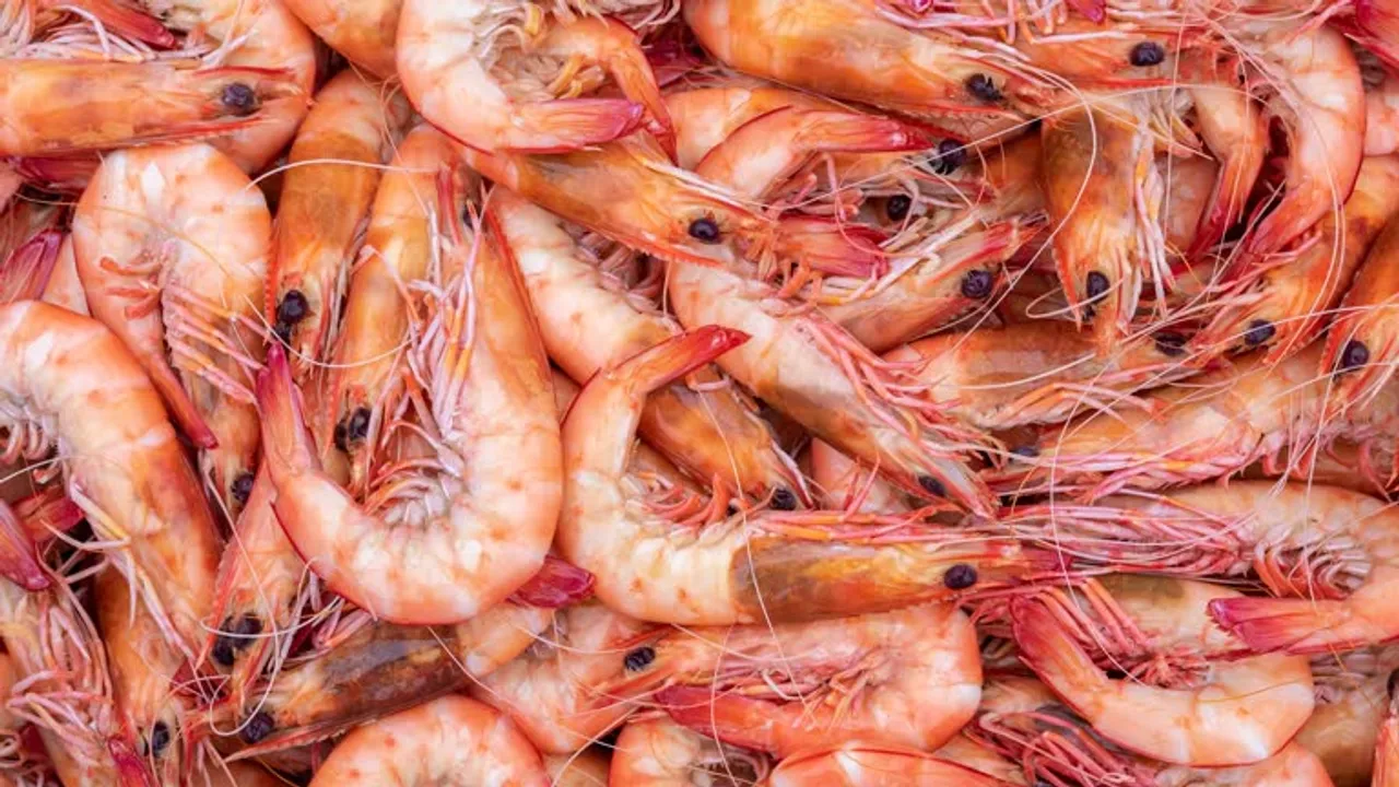prawn