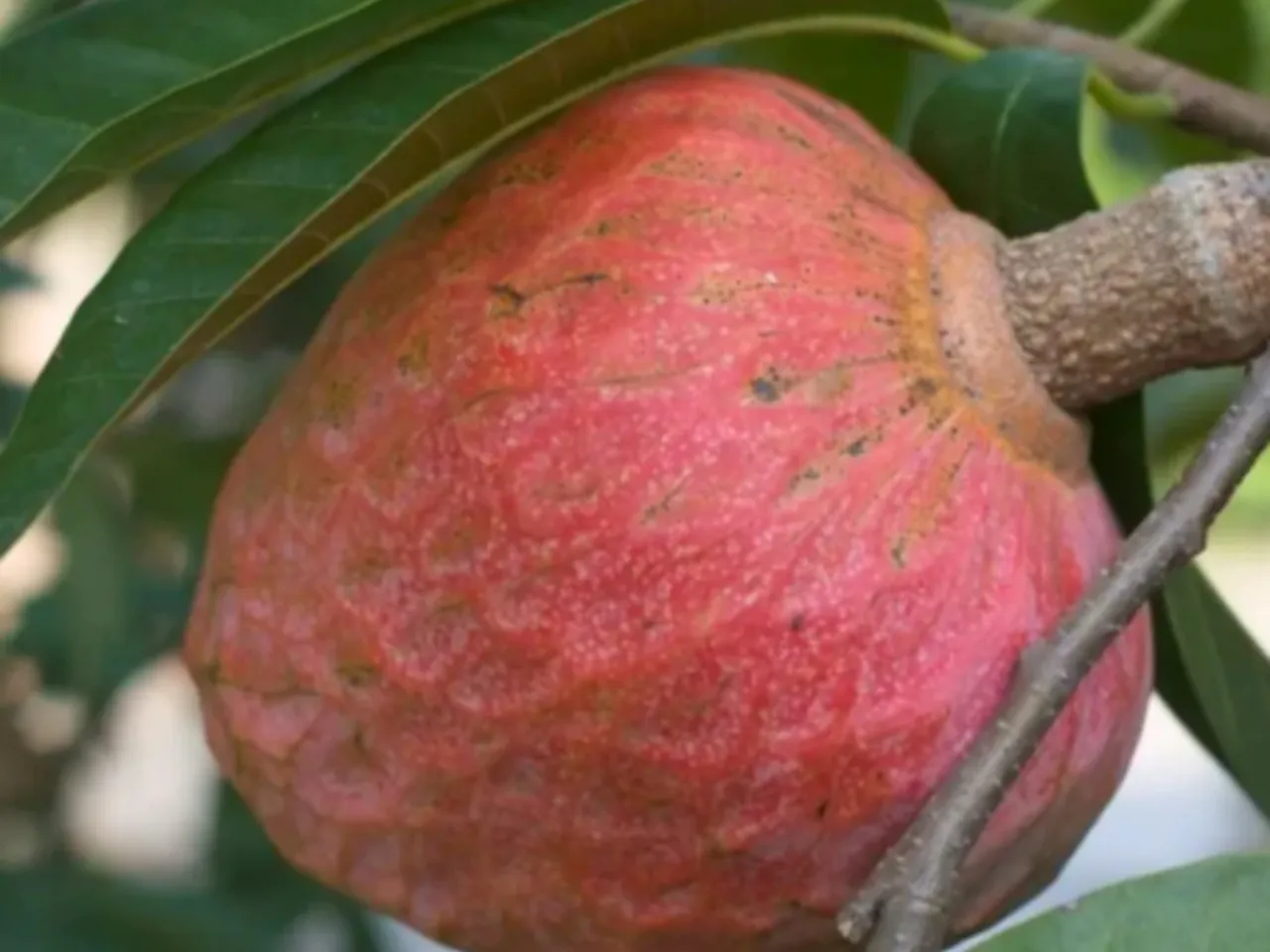 red custard apple