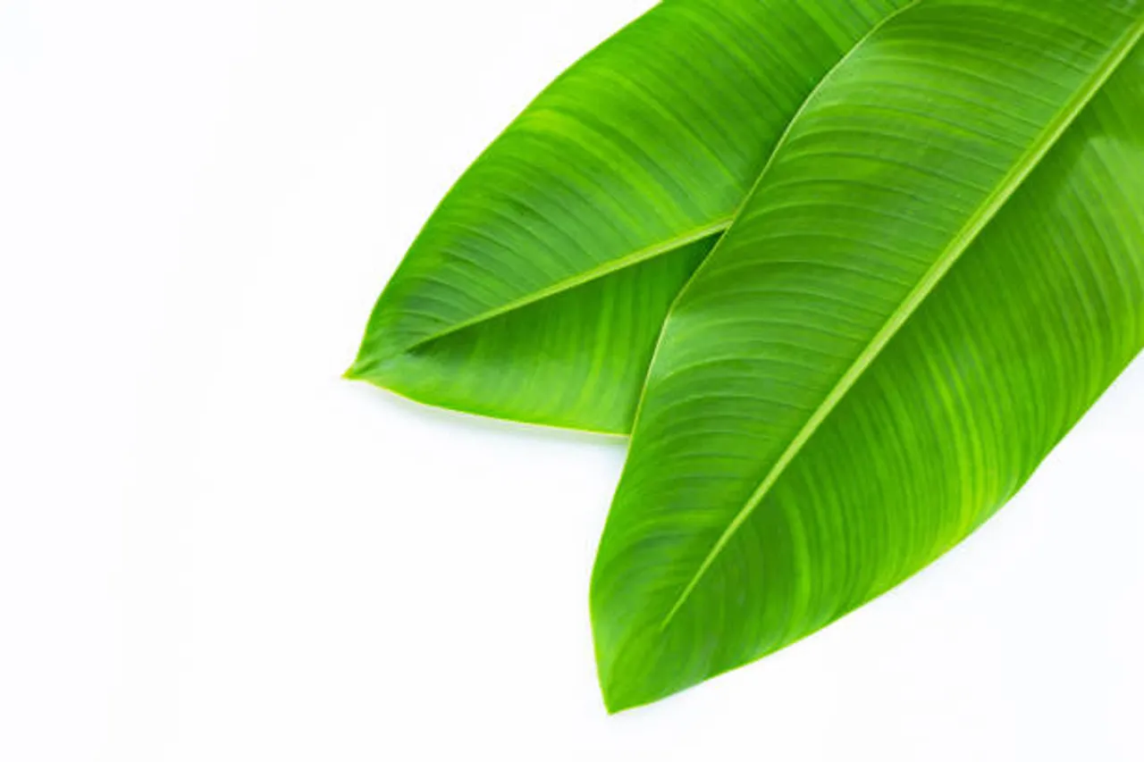 banana leaf