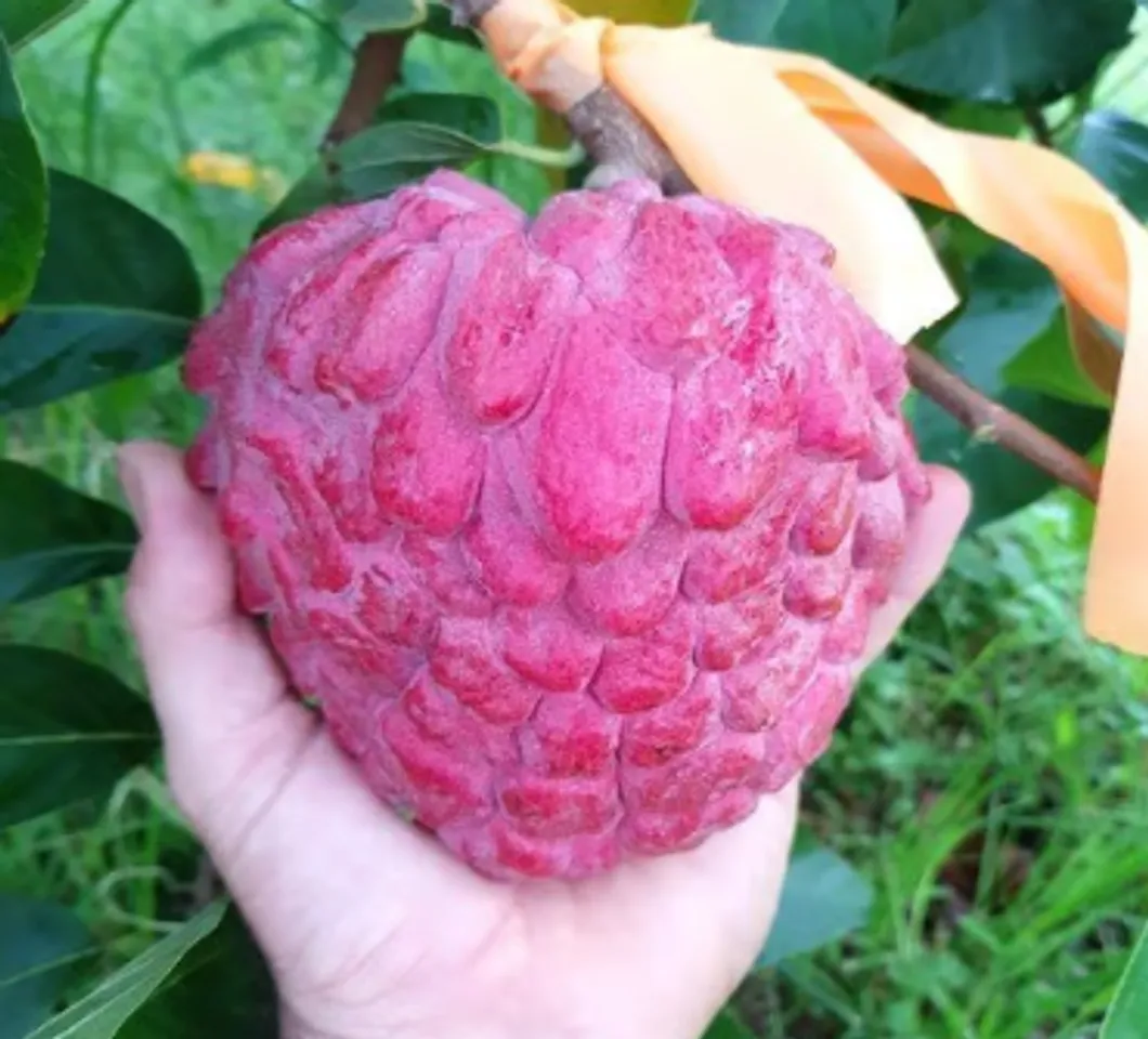 red custard apple