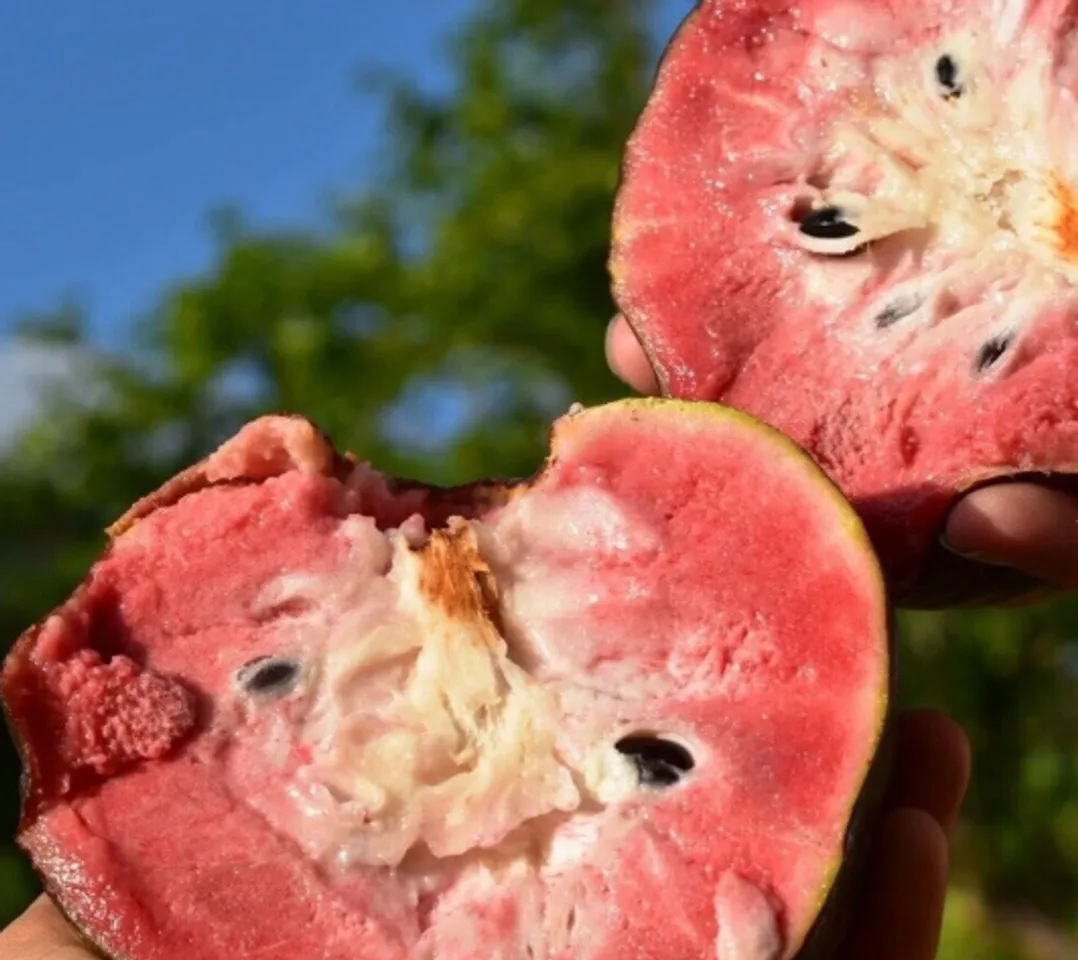 red custard apple