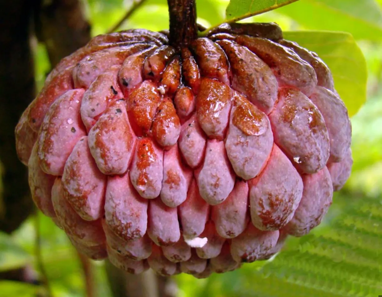 red custard apple