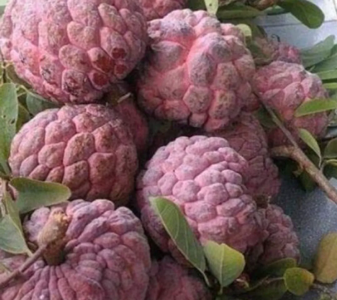 red custard apple