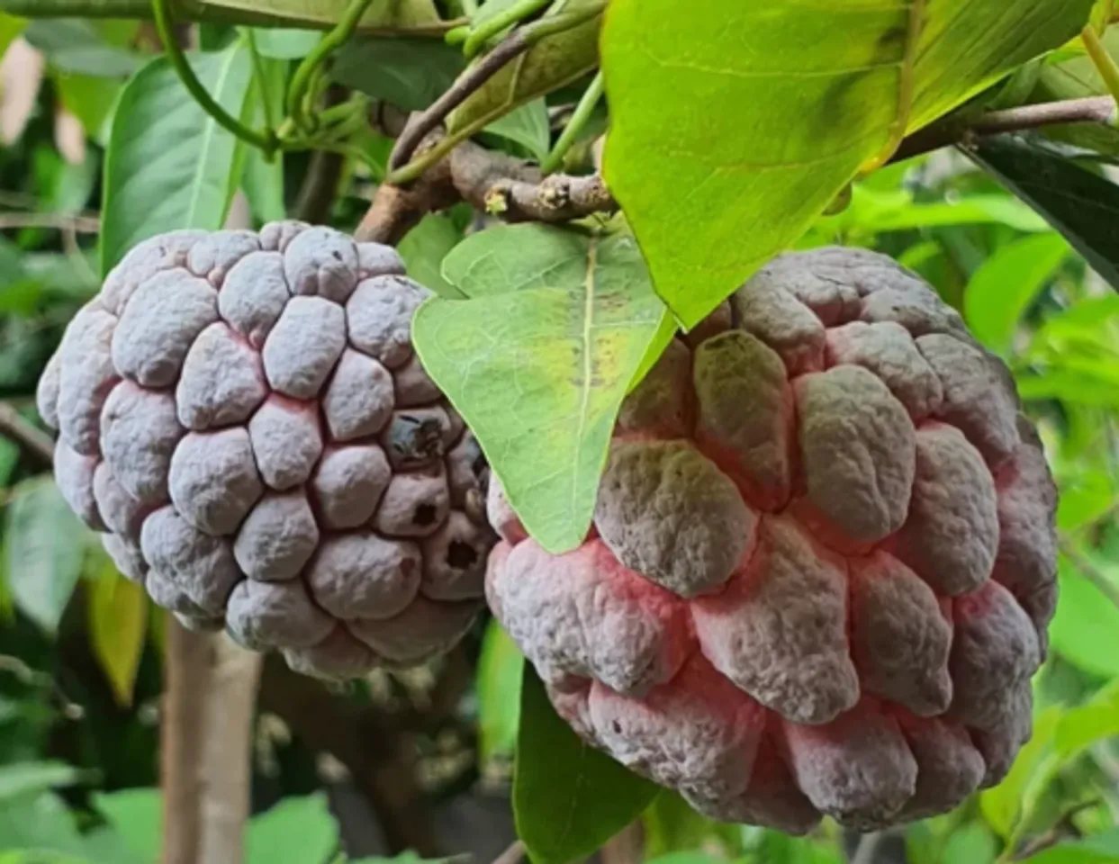 red custard apple