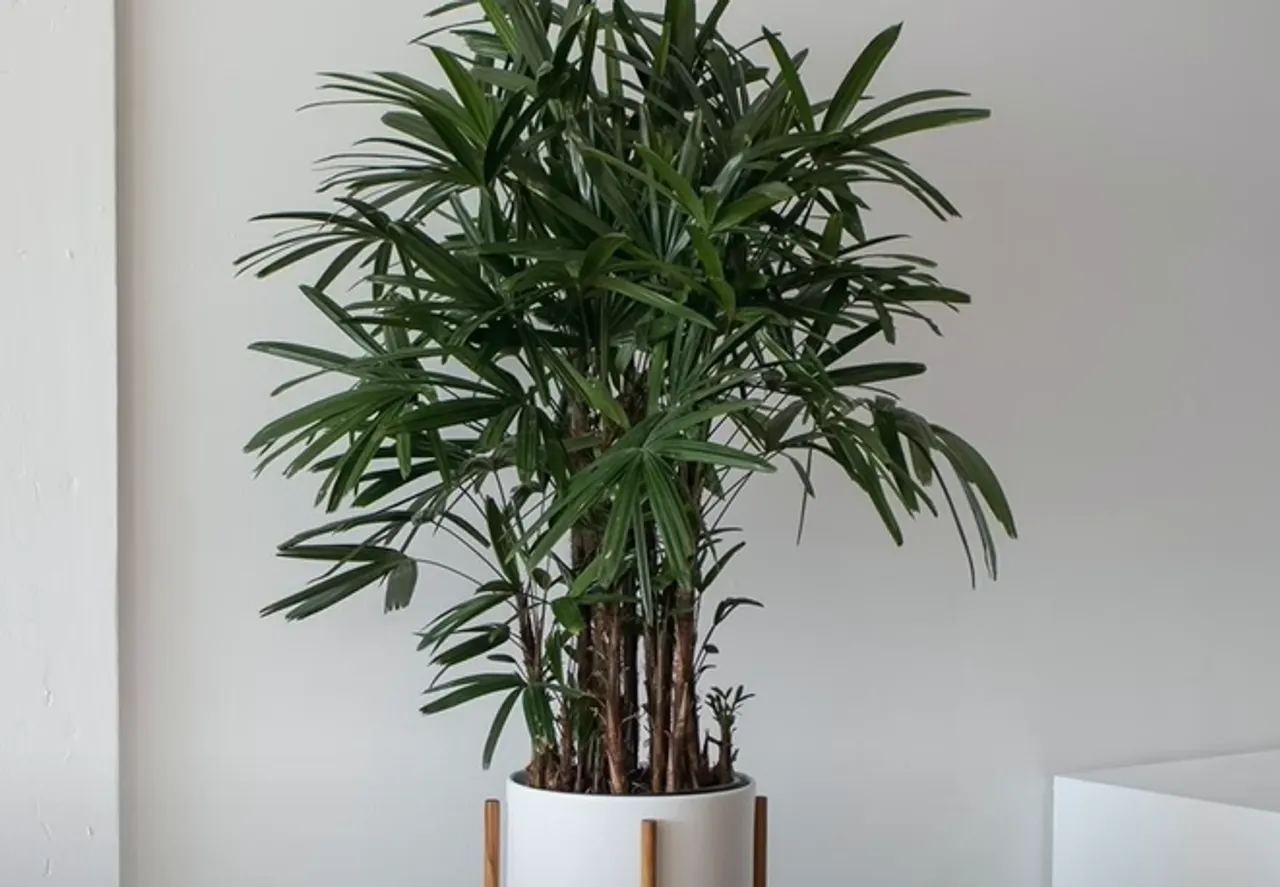lady palm