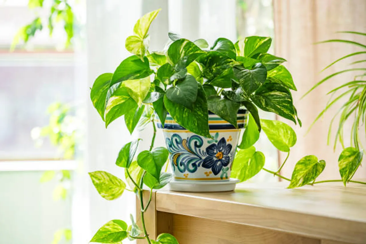 money plant