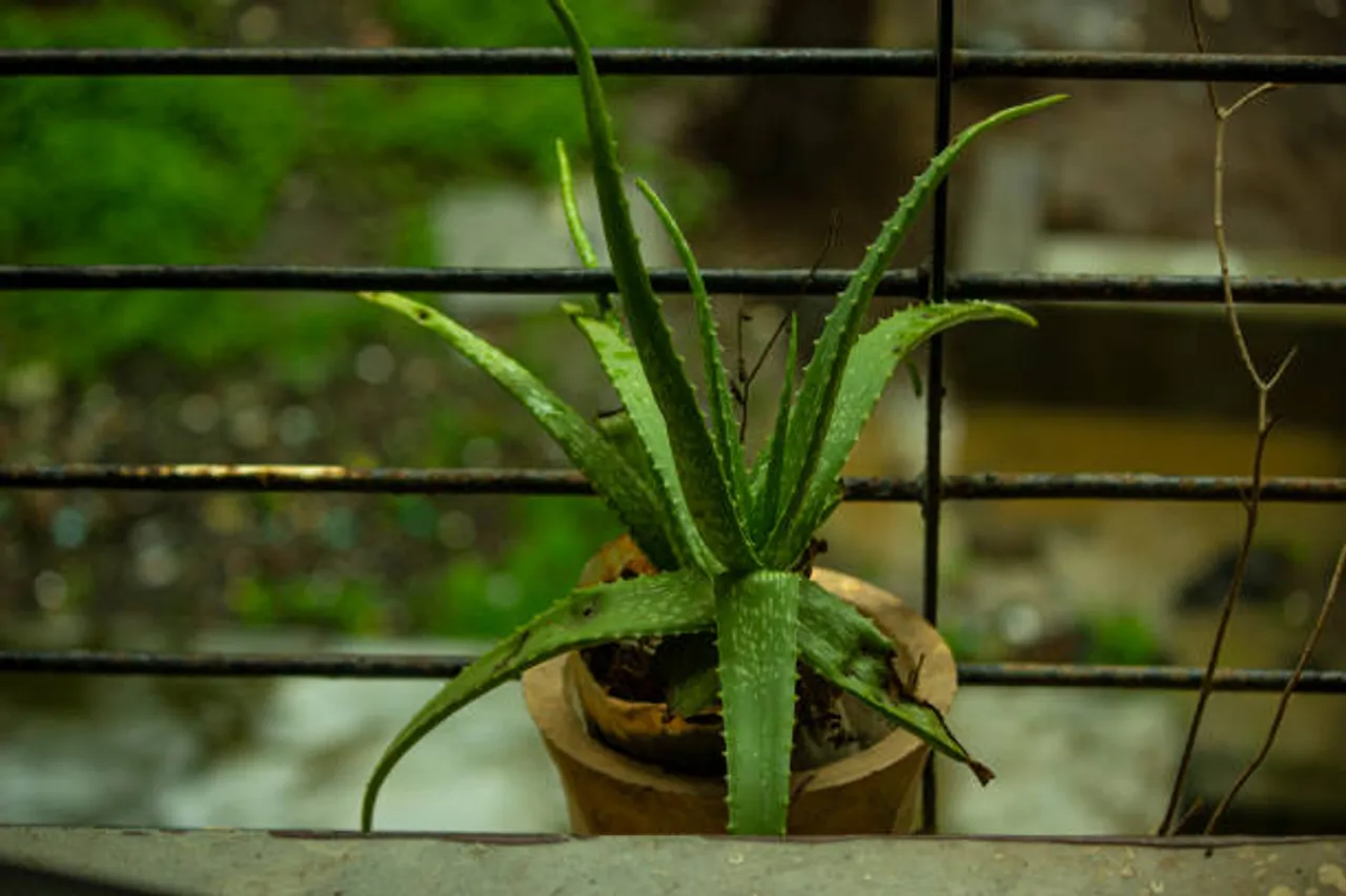 aloe vera