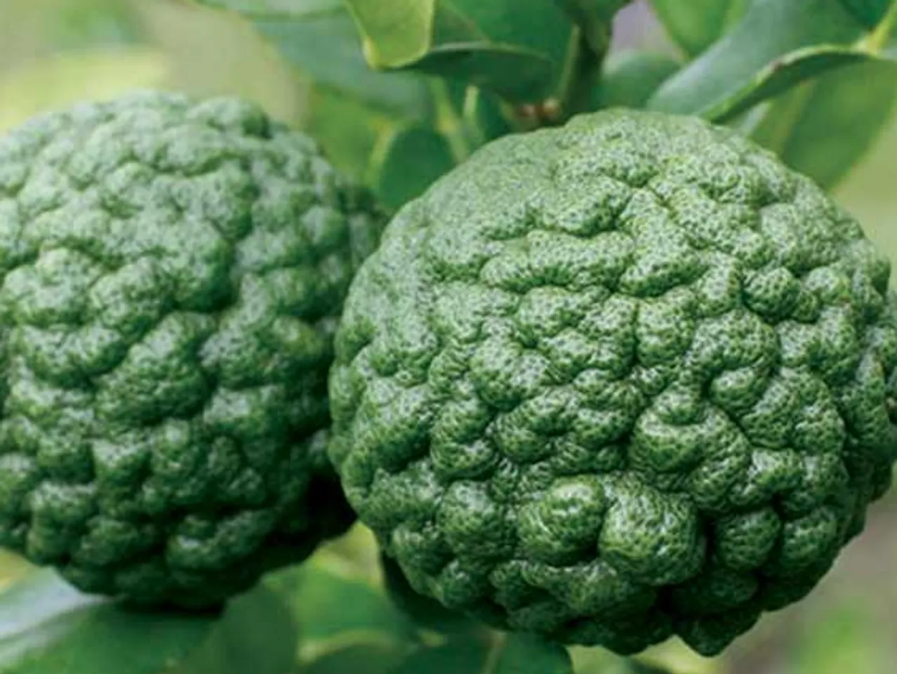 kafir lime