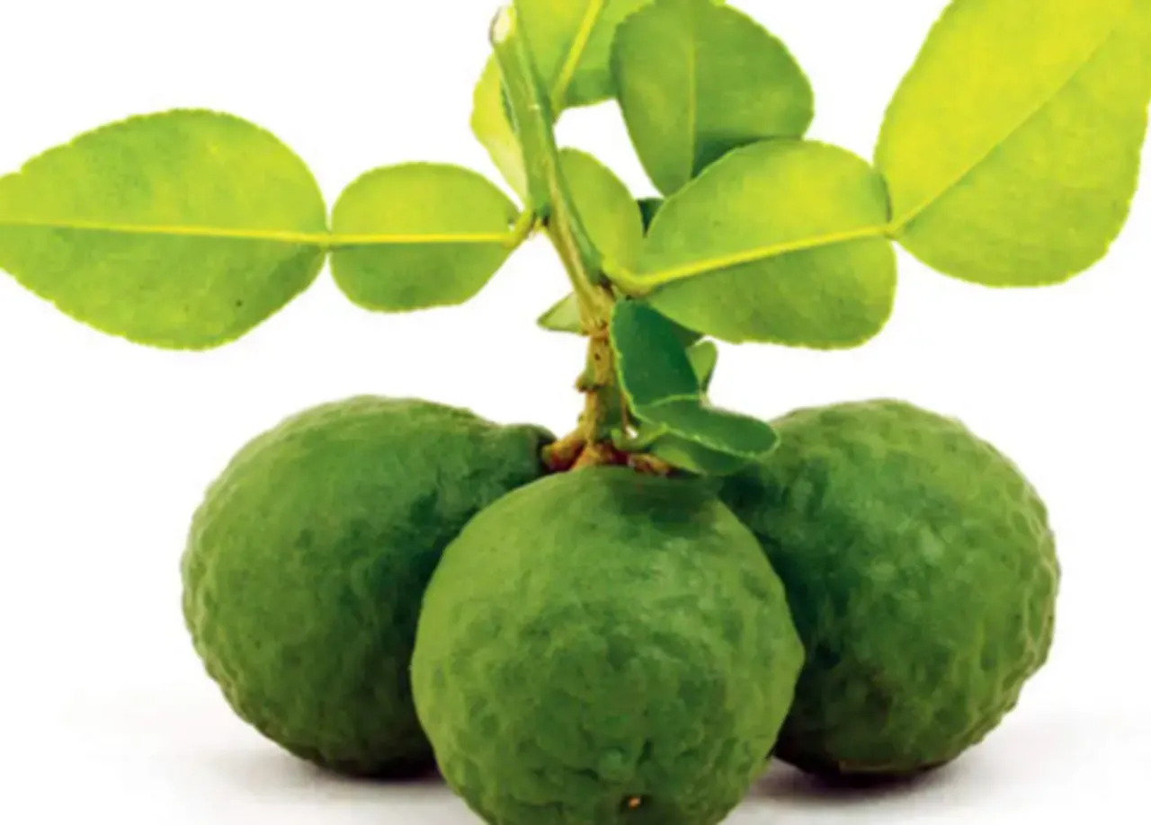 kafir lime
