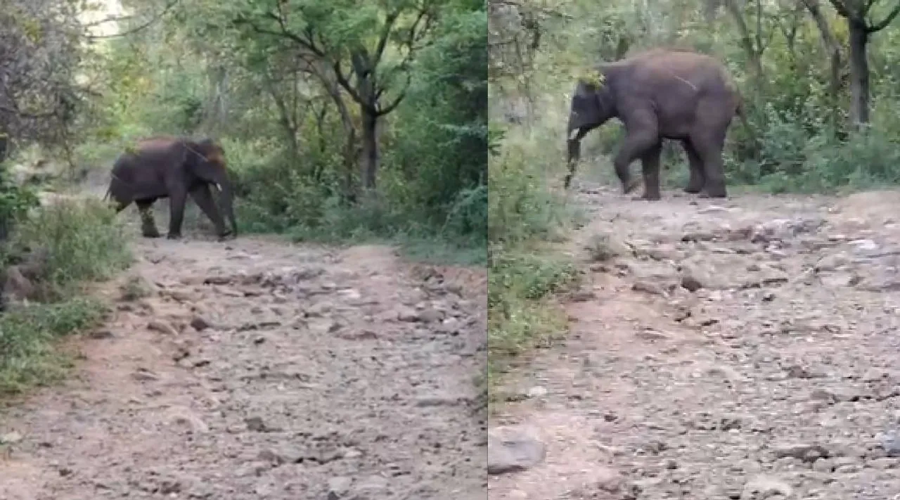 Cbe elephant