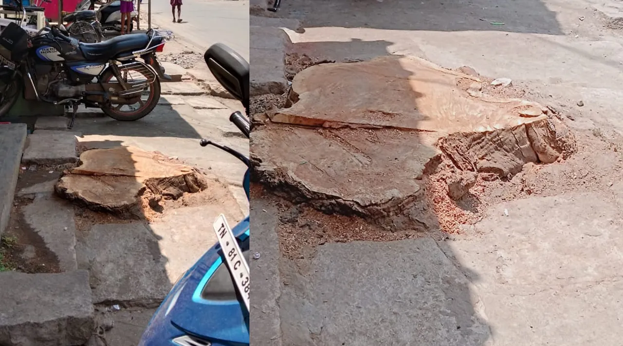 75 Age Tree in Trichy