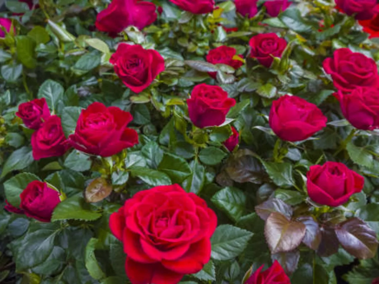 rose plant