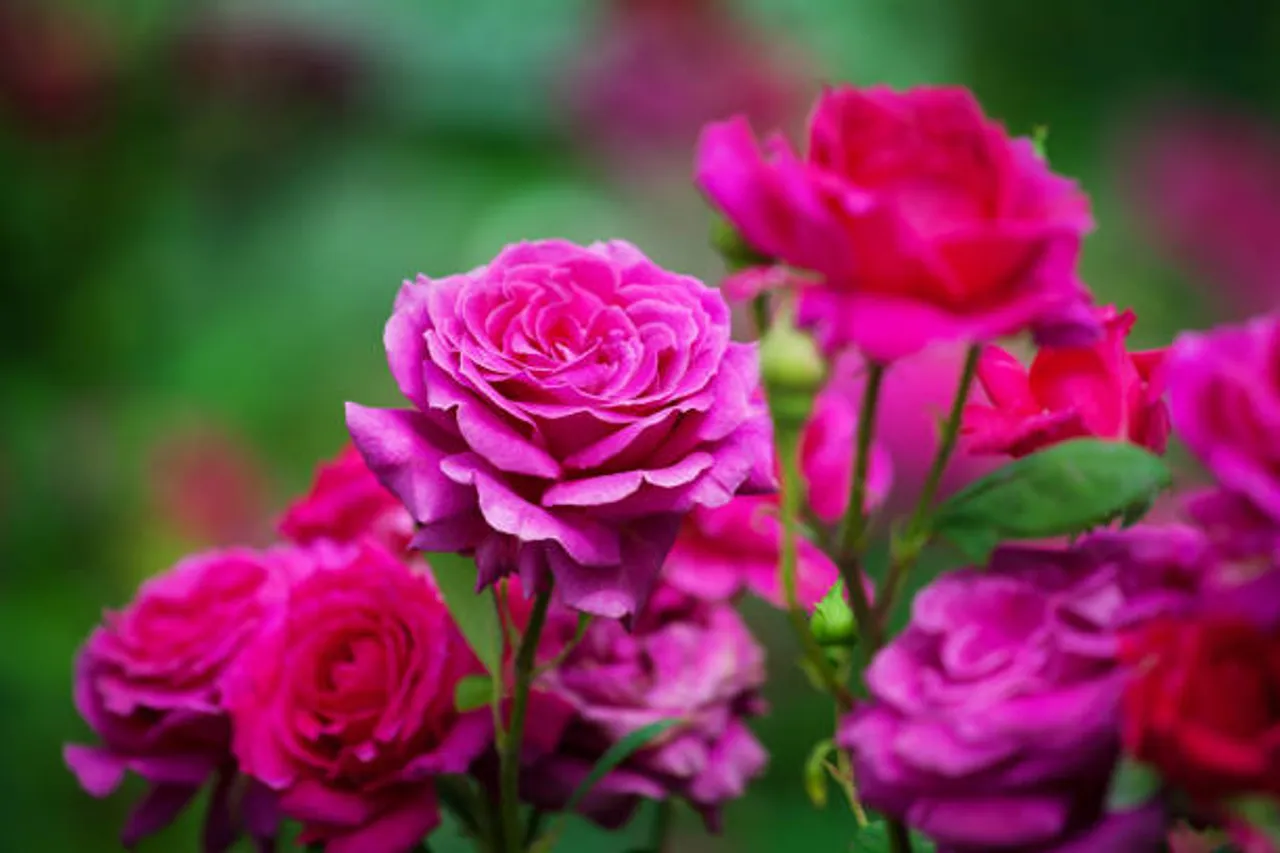 rose plant