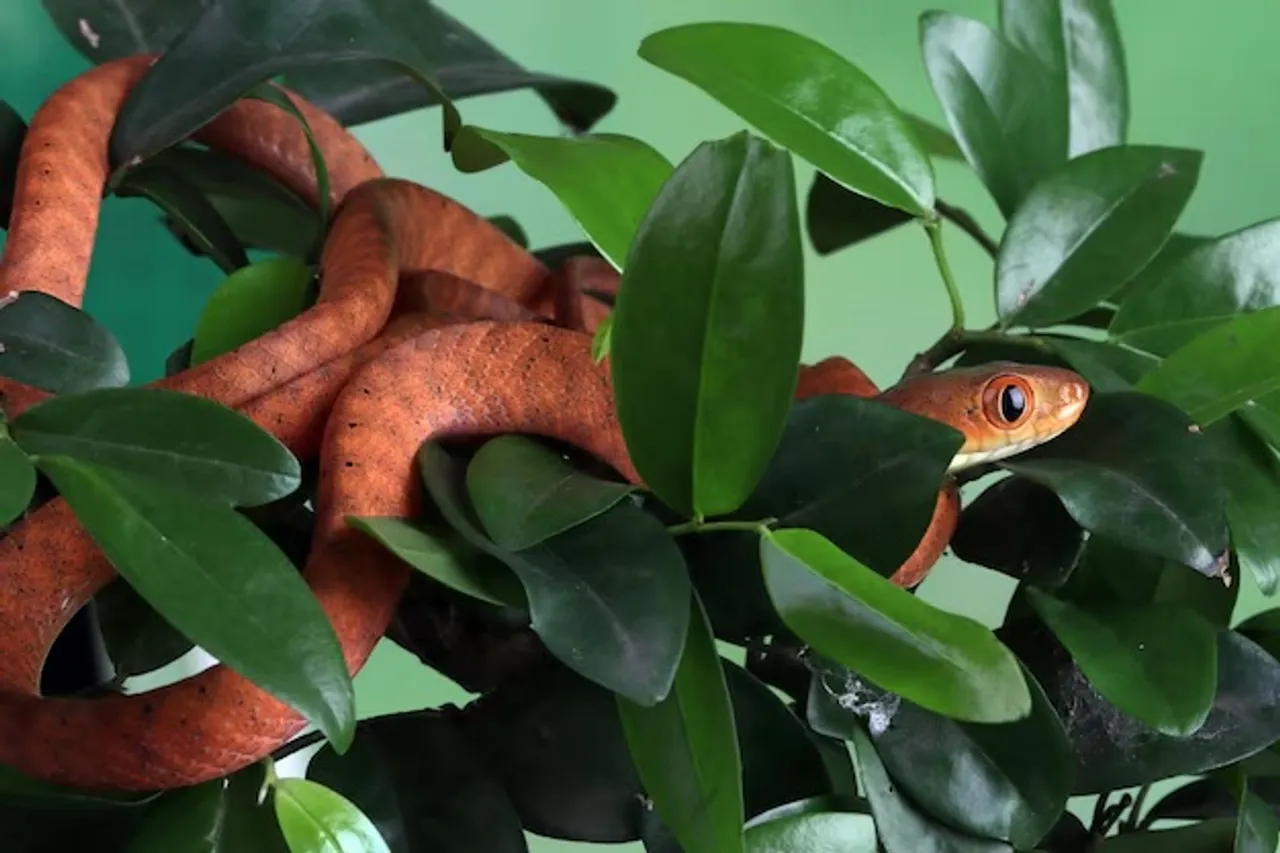 snake in home