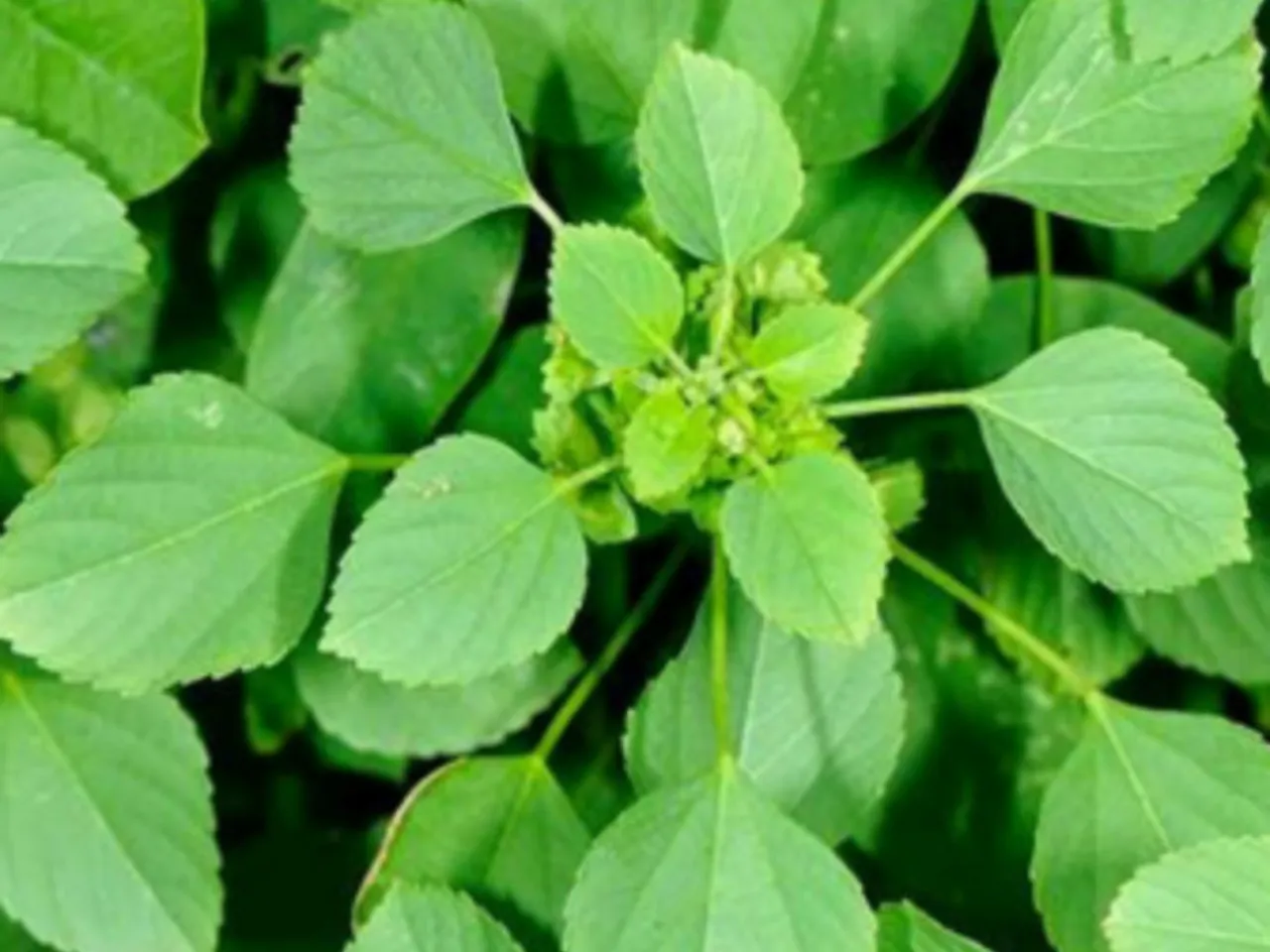 kuppaimeni