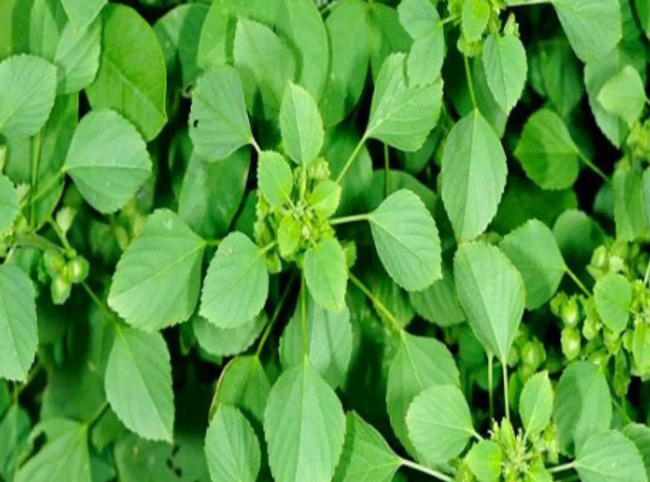 kuppaimeni
